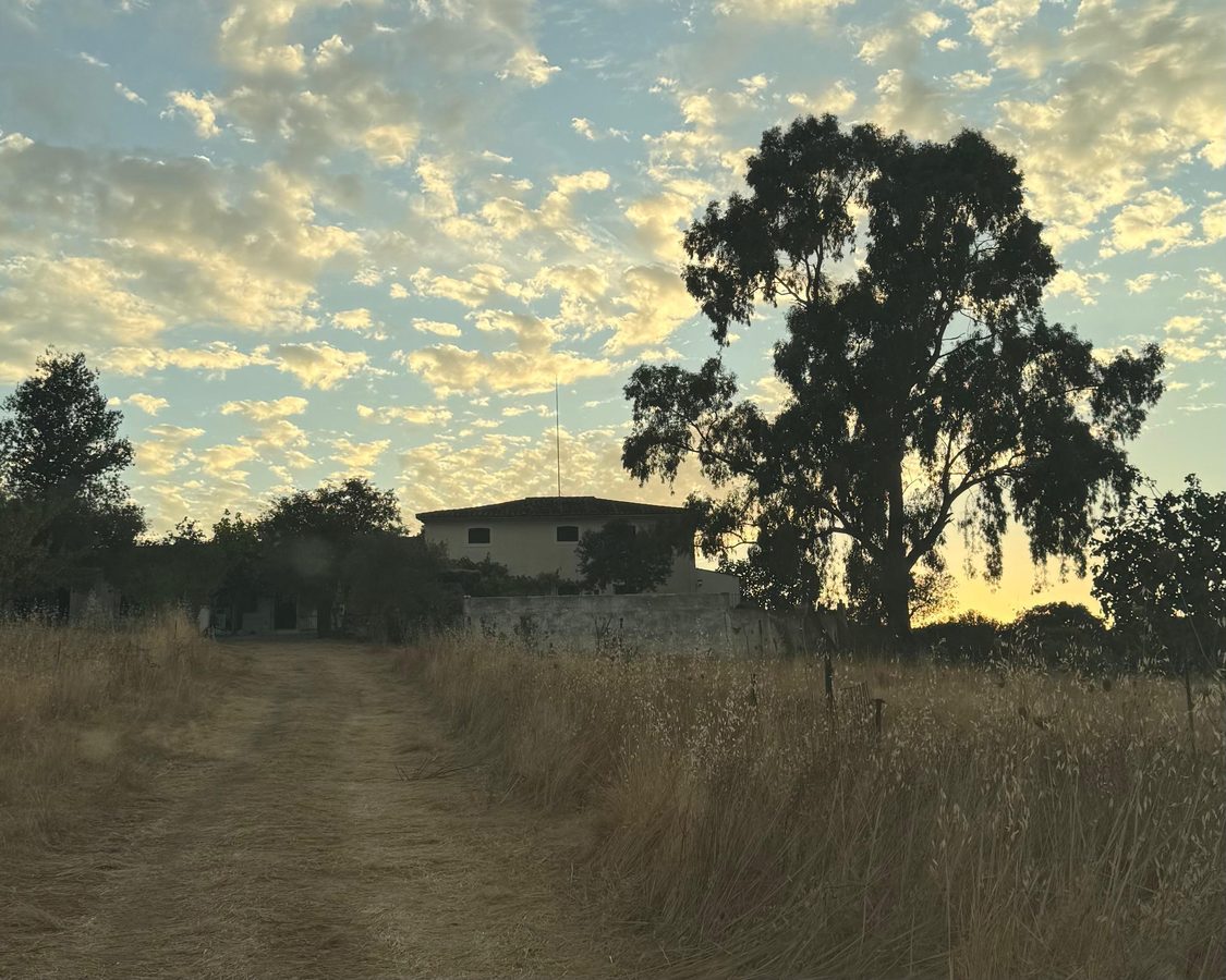 Campo