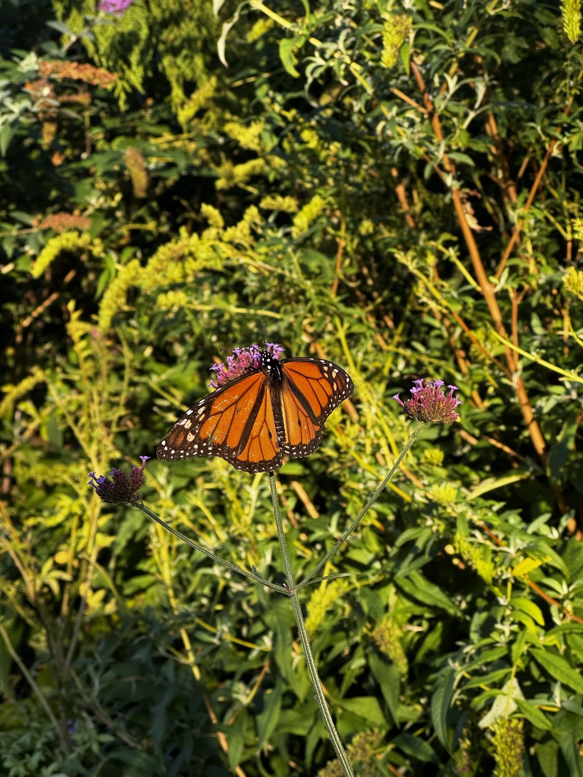 Naturaleza